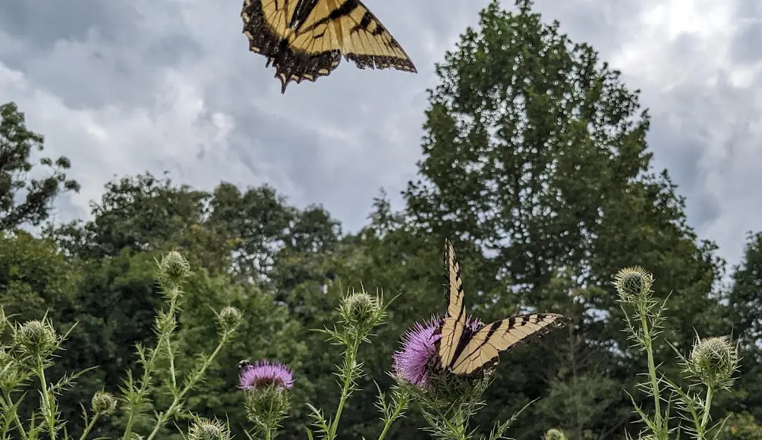 Butterfly Ridge Ohio