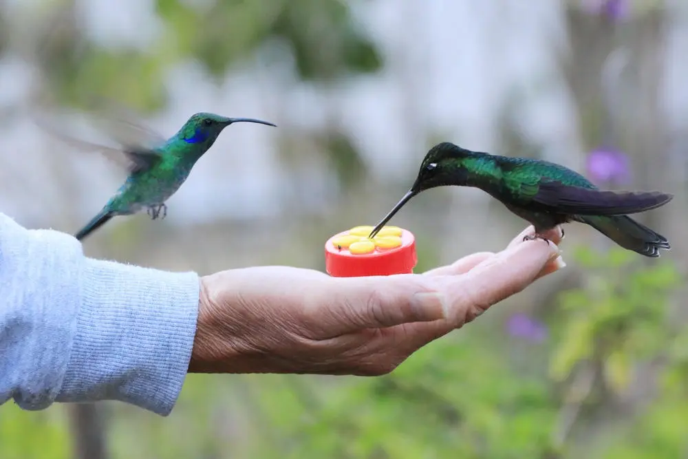 Hand Feed Humming Bird